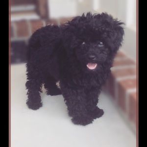 Meet your Posher, Annmarie